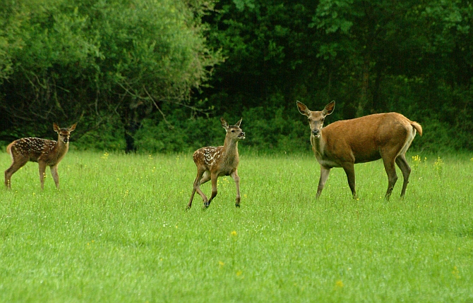 PASSIONE PER IL CERVO